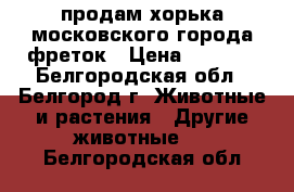 продам хорька московского города фреток › Цена ­ 3 800 - Белгородская обл., Белгород г. Животные и растения » Другие животные   . Белгородская обл.